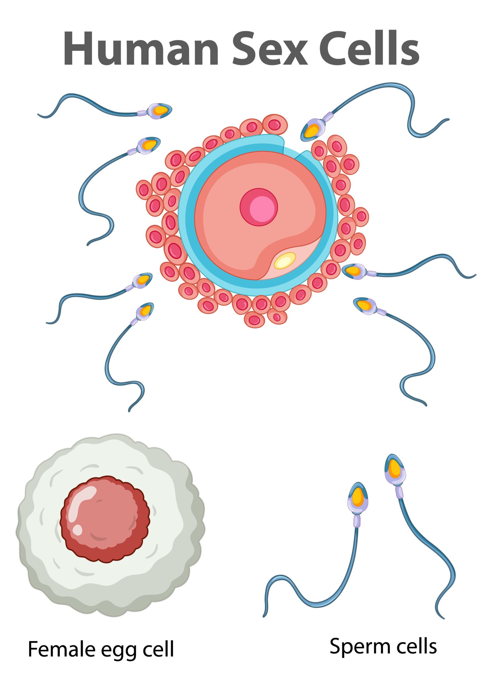 Diagram showing human sex cells on white background